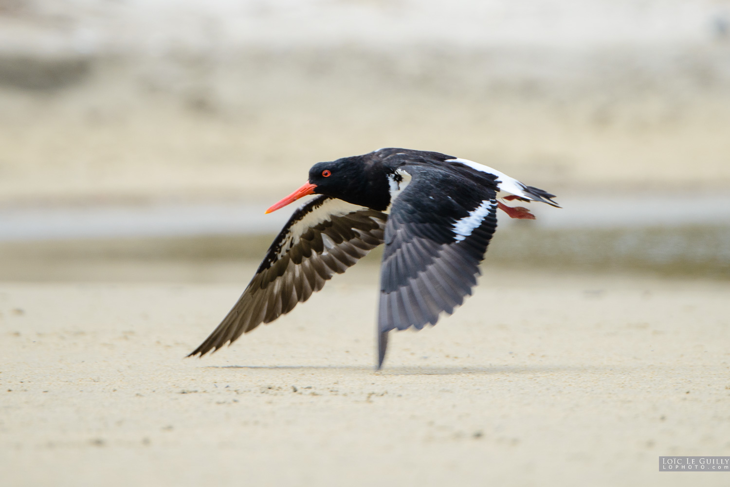 photograph of Oystercatcher taking off